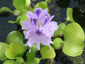 معرفی و راهنمای پرورش گیاهان زینتی - سنبل آبی